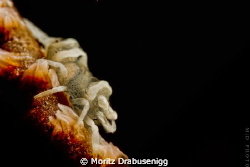 WC-Shrimp @ Tulamben
Canon 600D / 60mm by Moritz Drabusenigg 